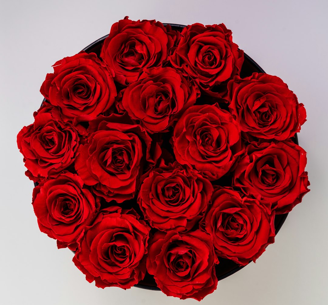 Amour de Toujours