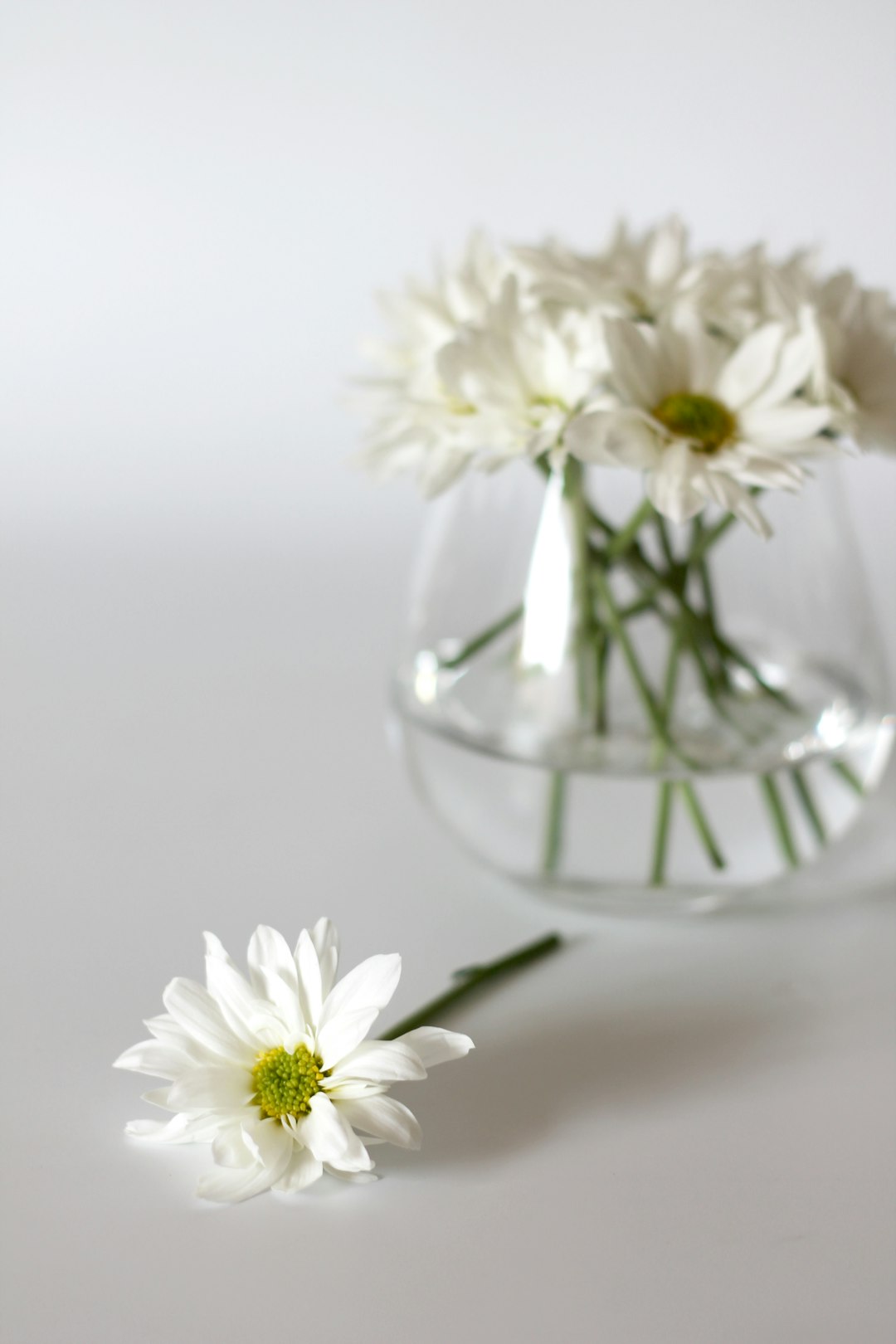 Arrangement d'urne du matin blanc