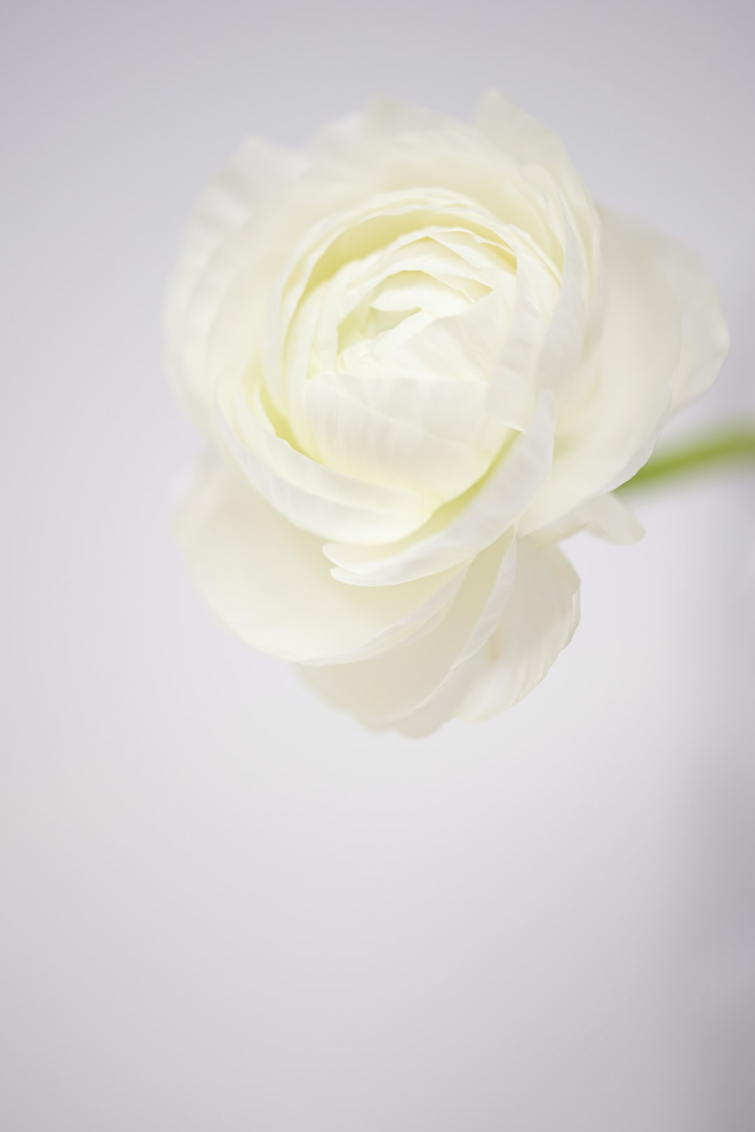 Cœur de Glace