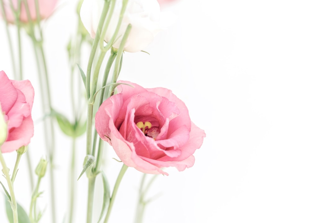 Cœur Tendre