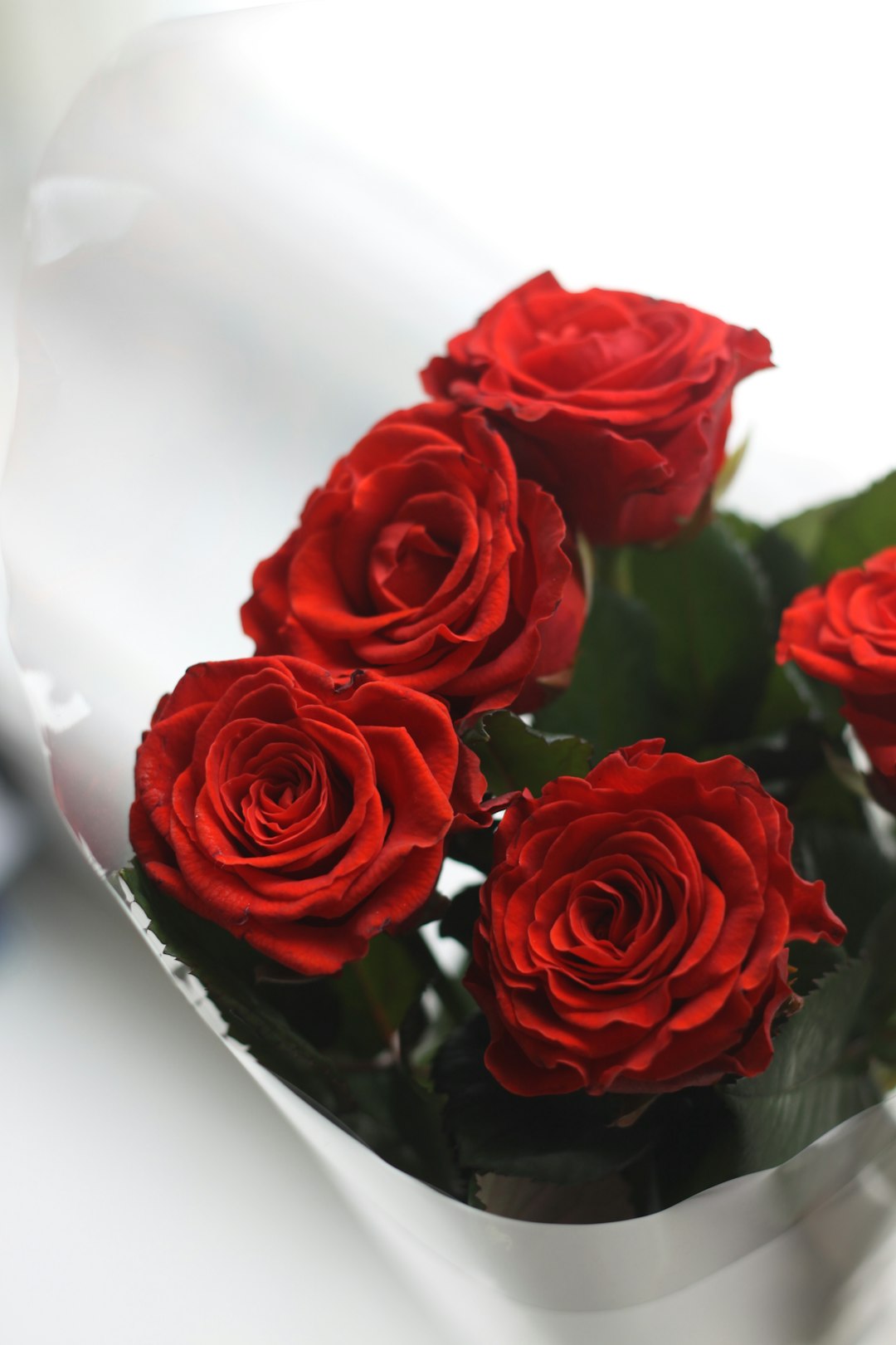 Éclat de Roses