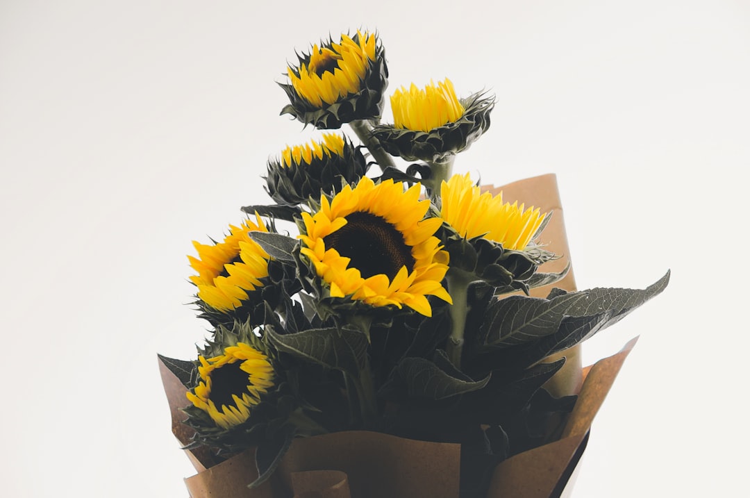 Éclat Solaire Lux