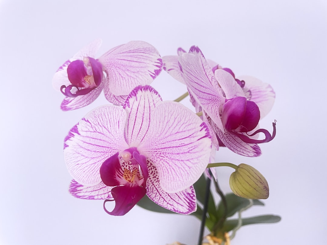 Élégance Florale
