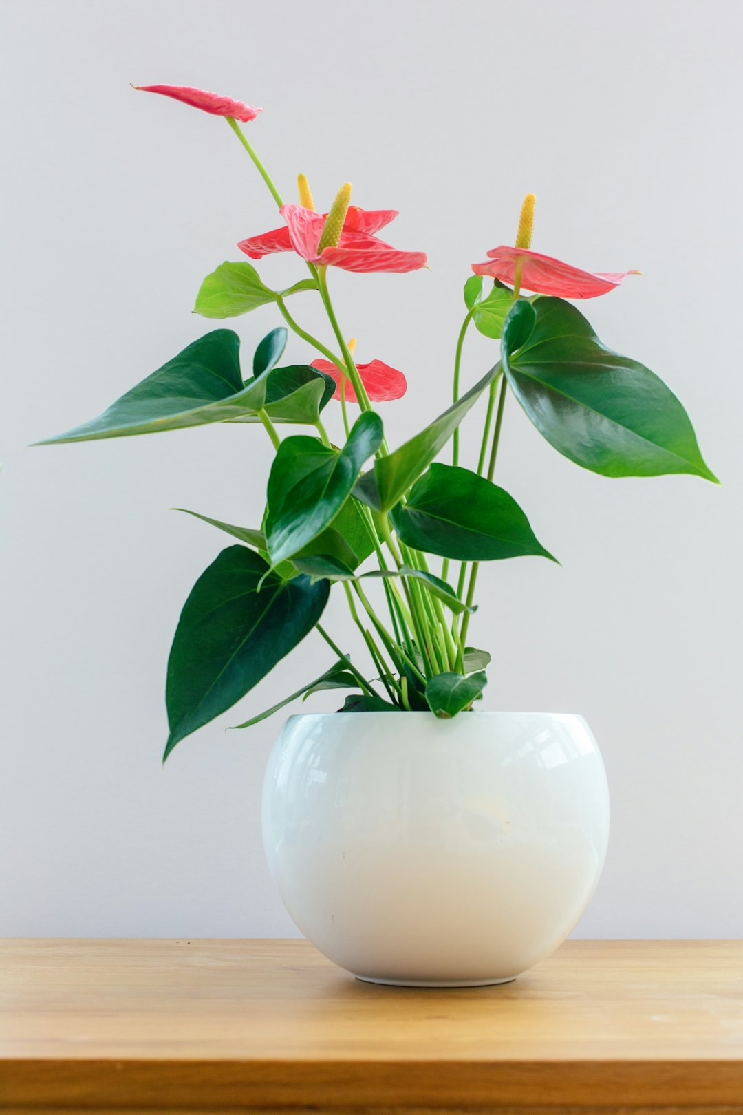 Évasion Tropicale