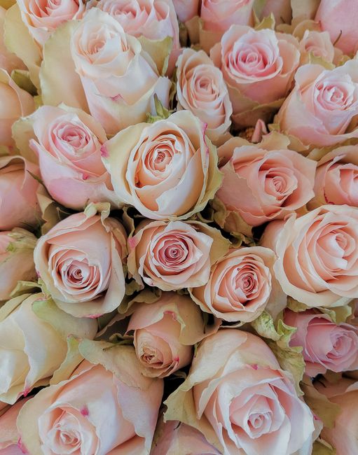 Perle Blanche