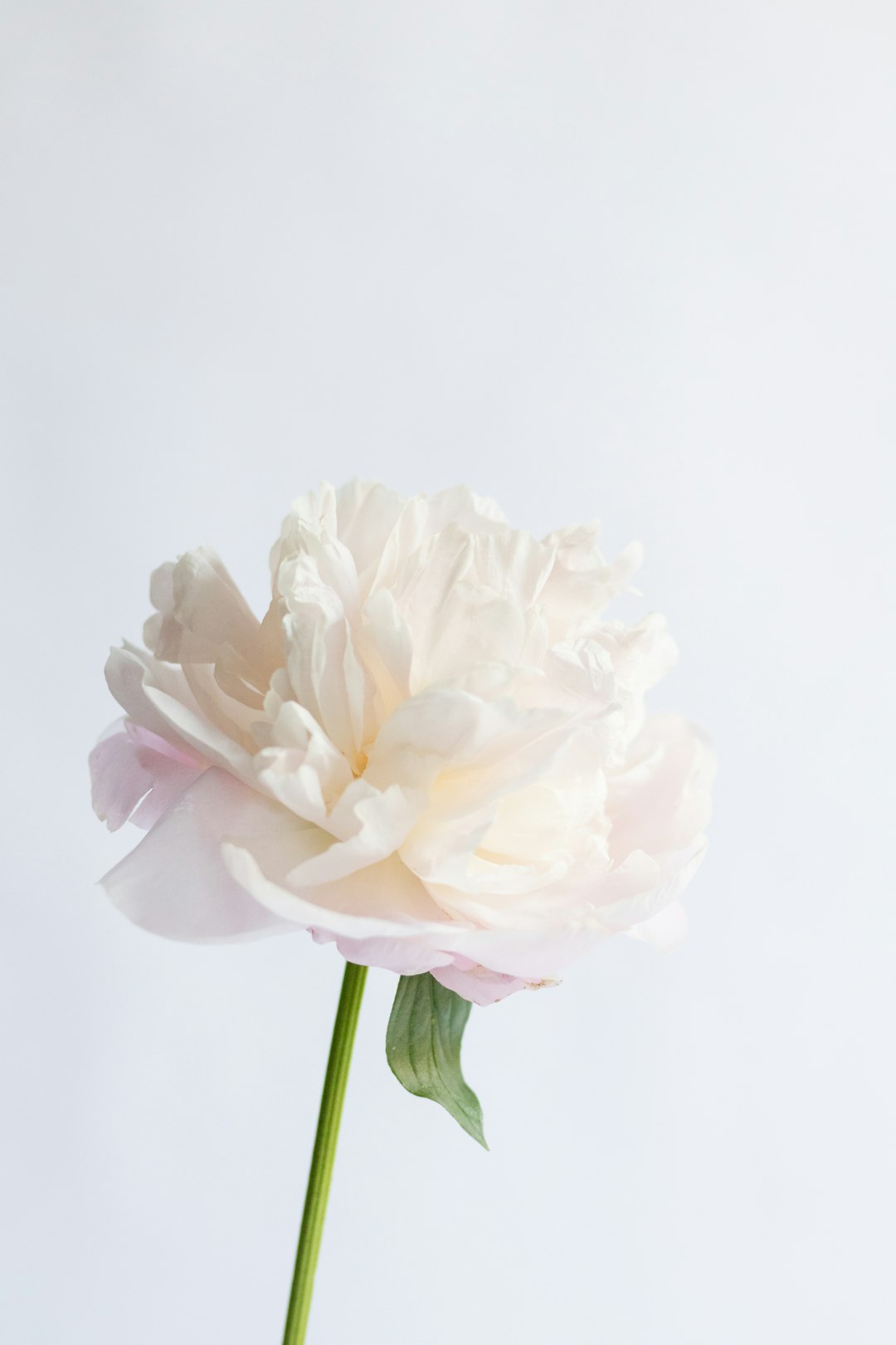 Rêve de Pivoines