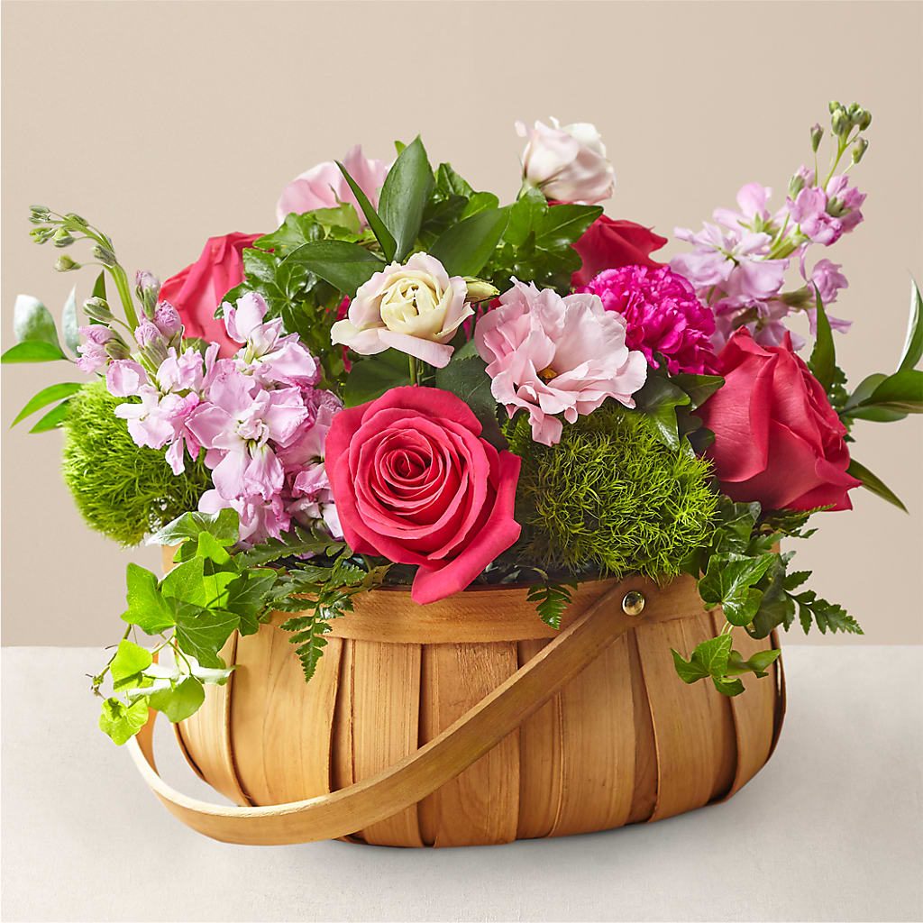 Panier Radiance in Bloom