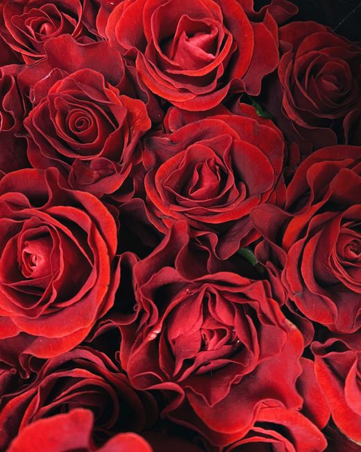 Velours Rouge