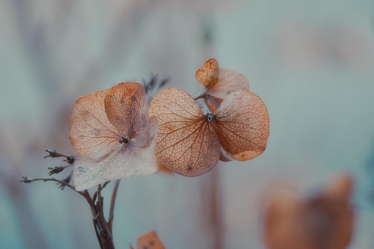 Hortensia