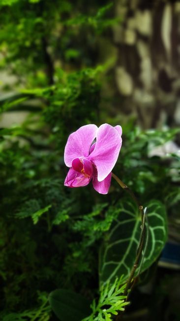 Orchidée Phalaenopsis