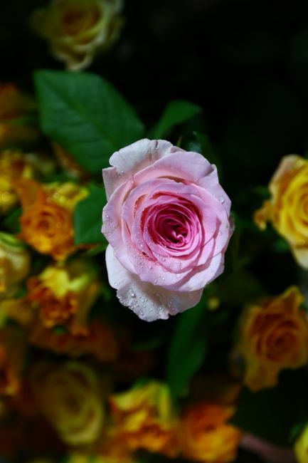 Rose longue tige premium