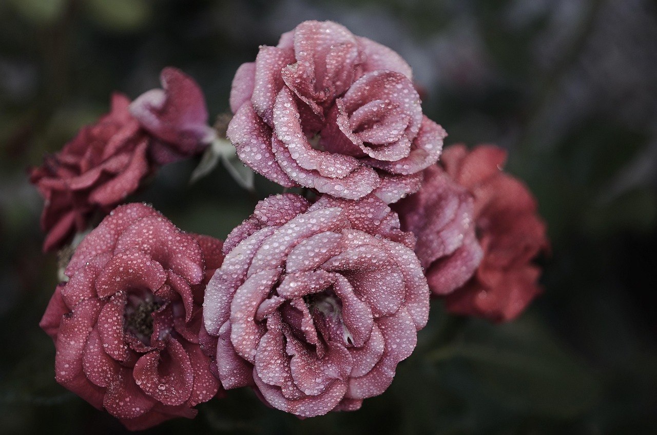 Rose standard