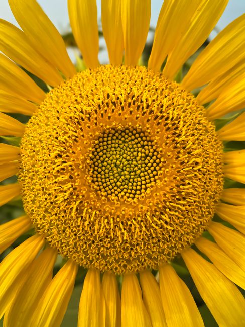 Tournesol géant