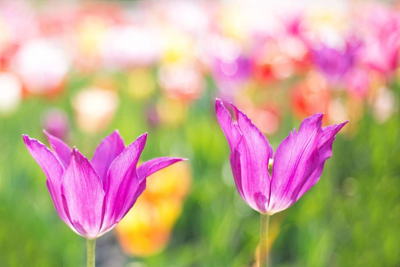 Tulipe