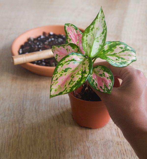 Aglaonema