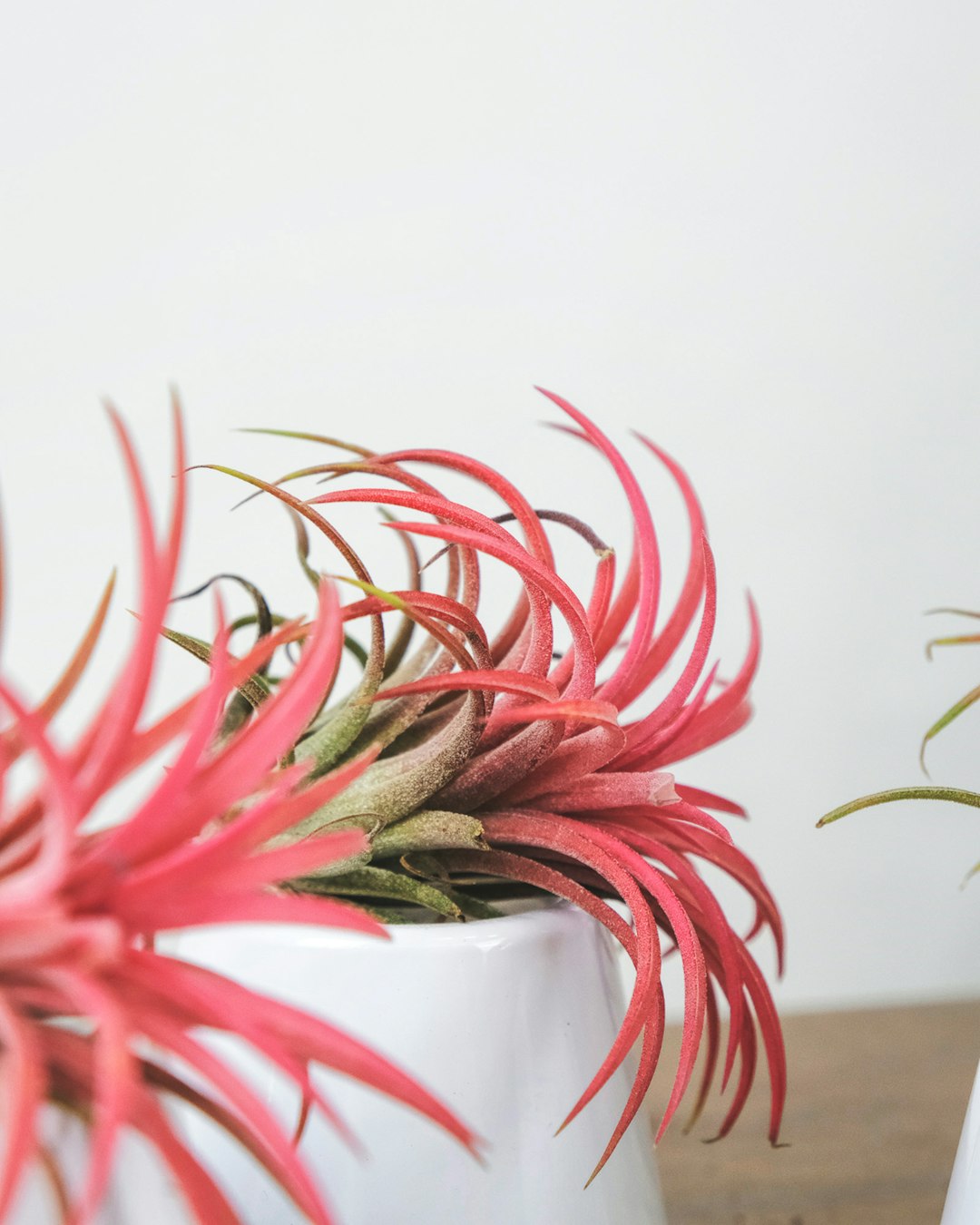 Bromélia (Tillandsia)