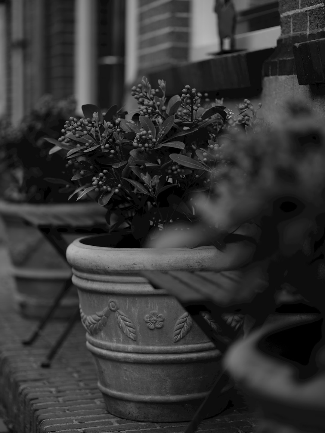 Buis (Buxus)