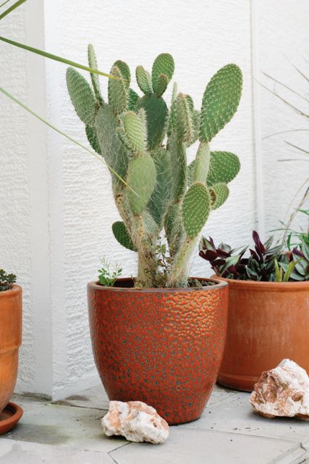 Cactus Opuntia (Raquette)