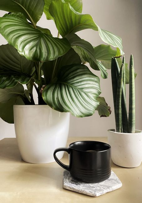 Calathea Lancifolia