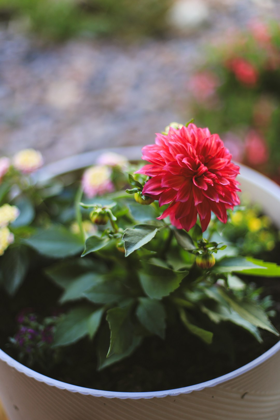 Dahlia (Tubercule)