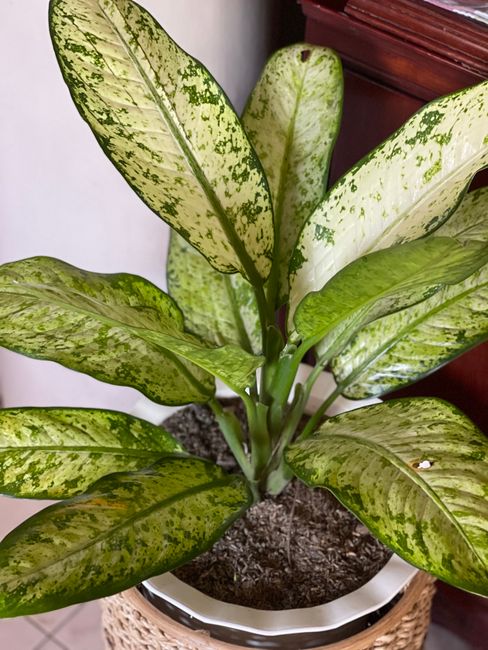 Dieffenbachia