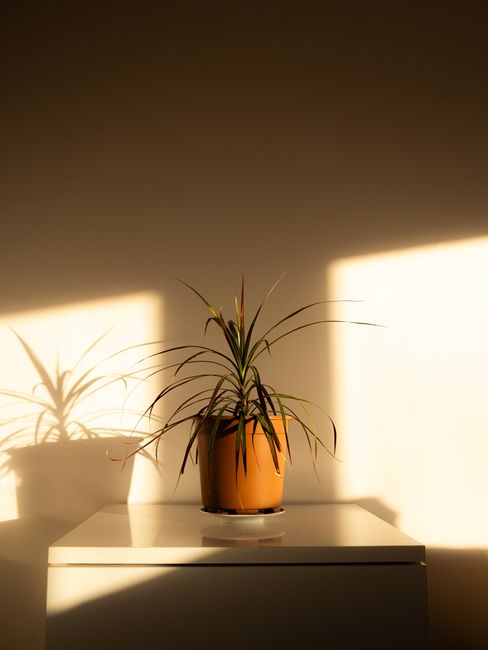 Dracaena Marginata