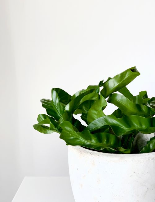 Ficus Lyrata (Figuier lyre)