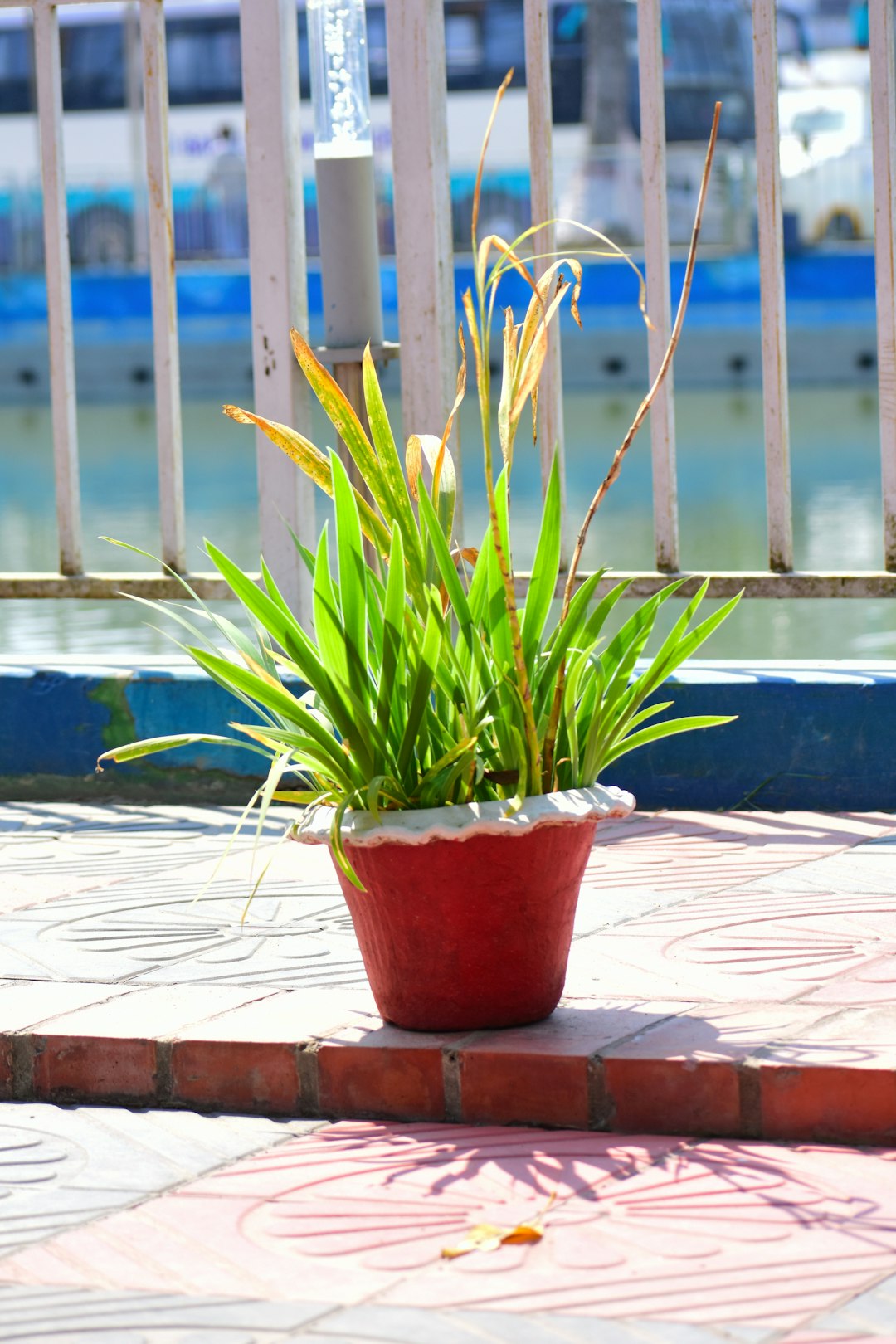 Graminées (Stipa)