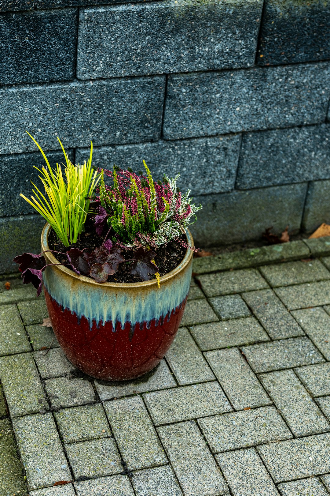 Heuchère (Heuchera)