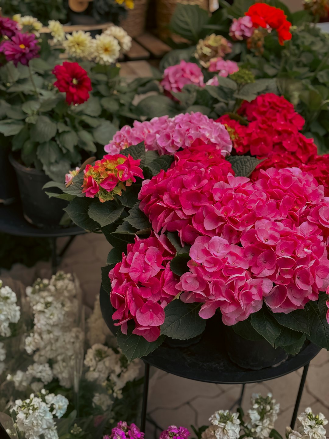 Hortensia Paniculé