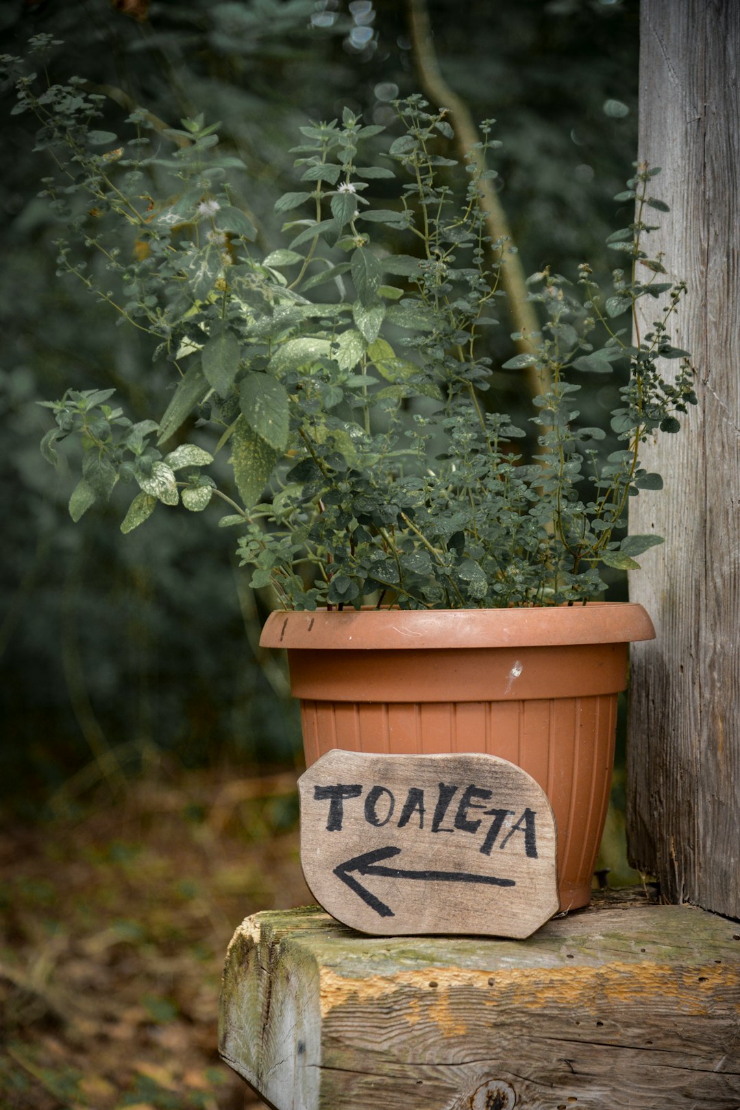 Hosta (Plante d'ombre)