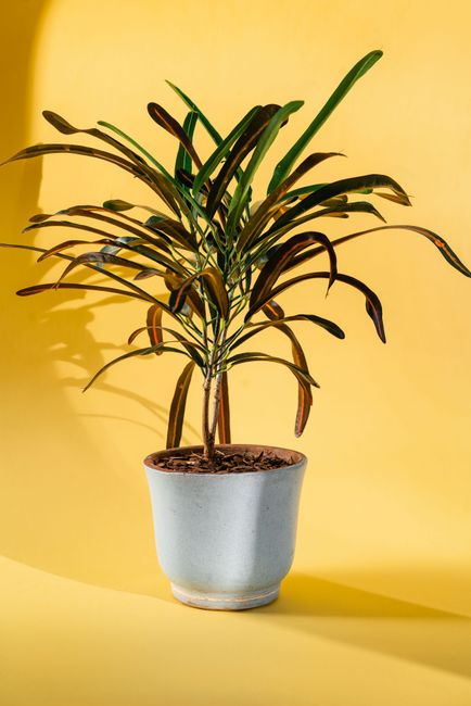 Kentia (Howea forsteriana)