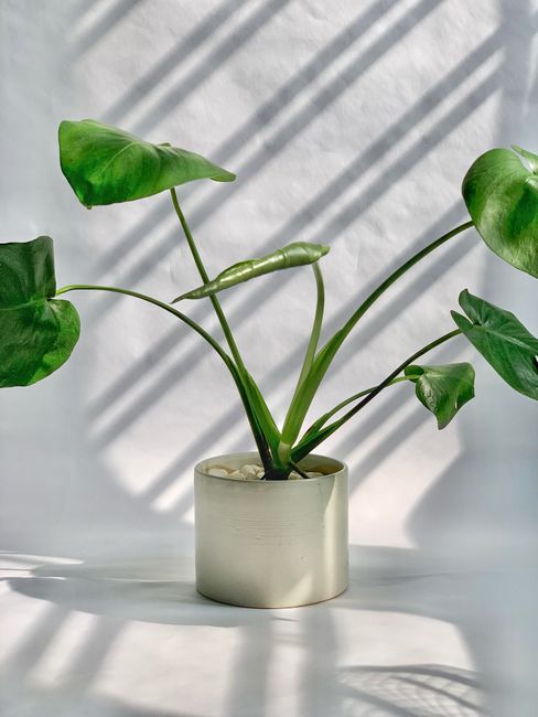 Monstera Deliciosa