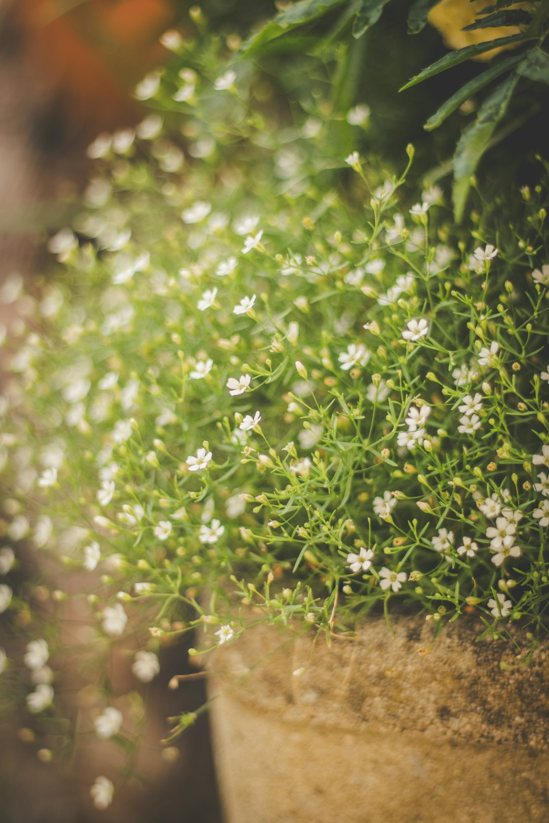 Muguet (Convallaria)