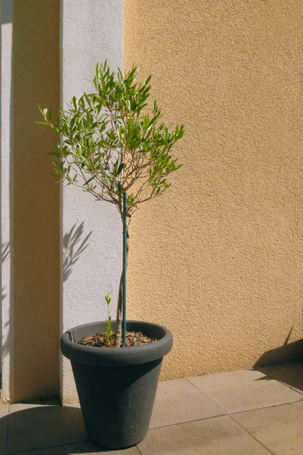 Olivier (Olea europaea)