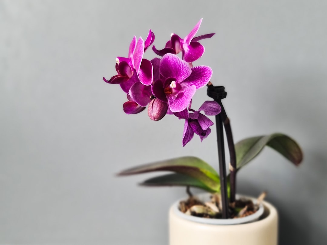 Orchidée Phalaenopsis
