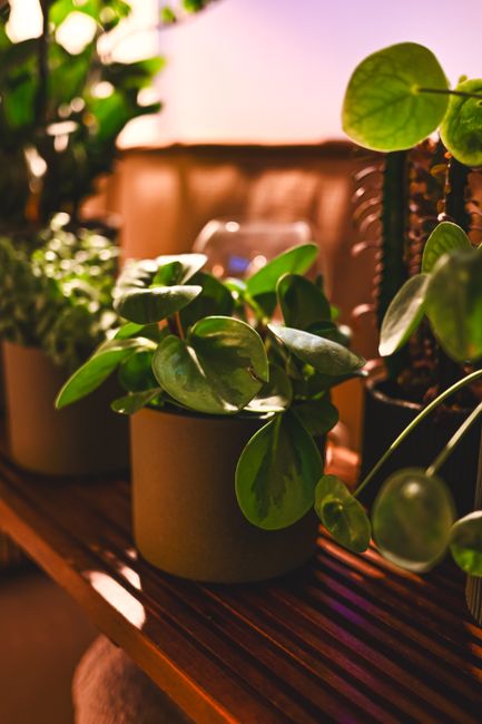 Peperomia Obtusifolia