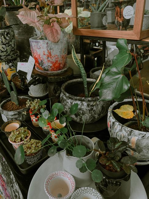 Philodendron Pink Princess