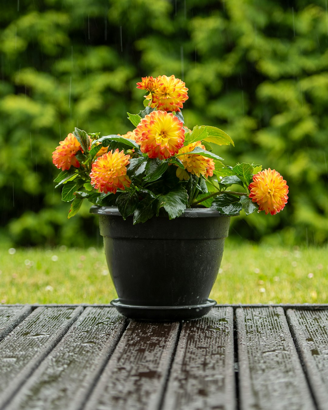 Photinia (Haies)