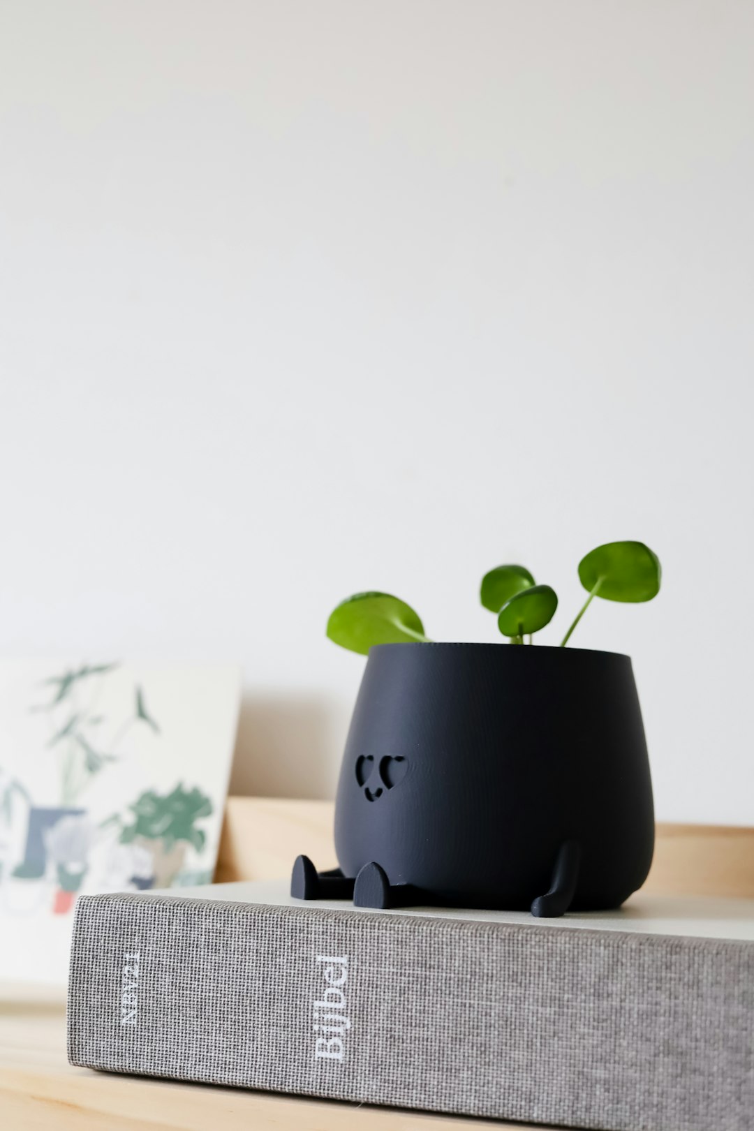 Pilea Peperomioides