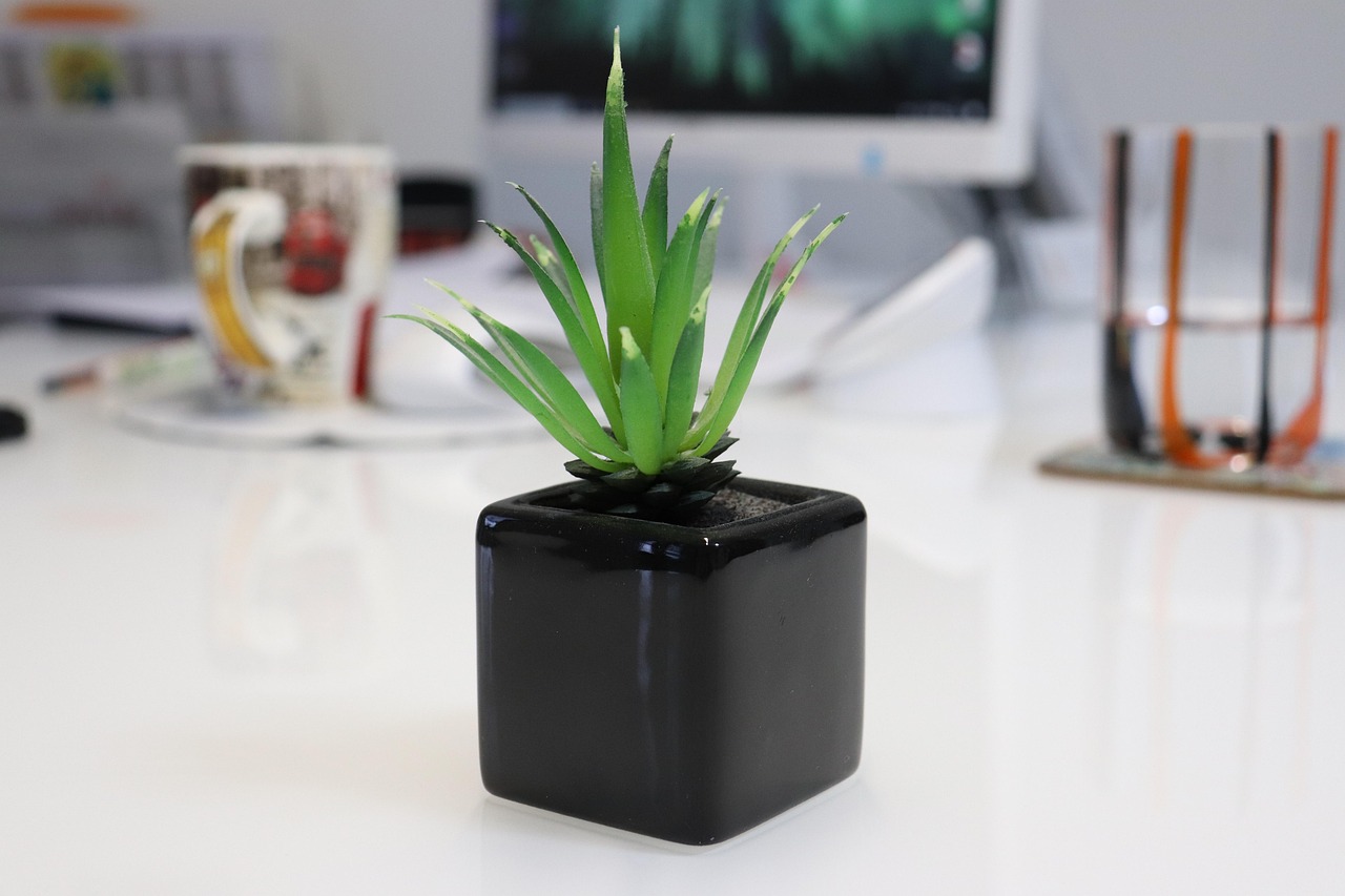Plante Grasse Mini