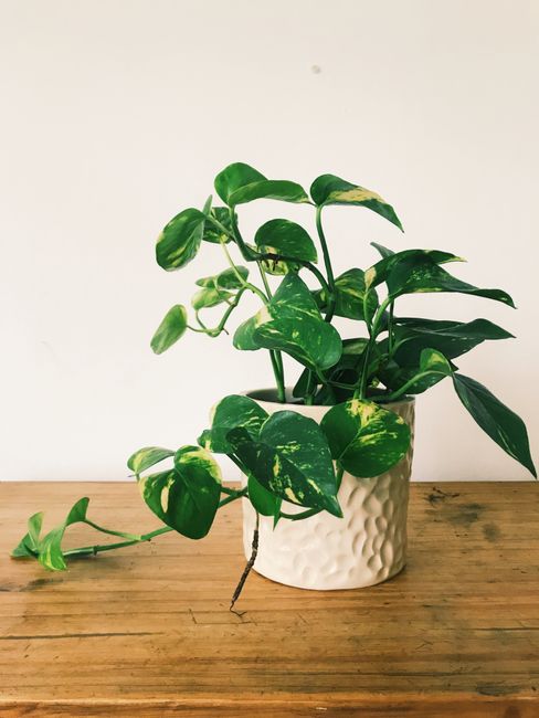 Pothos (Epipremnum)