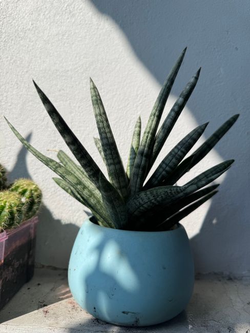 Sansevieria (Langue de belle-mère)