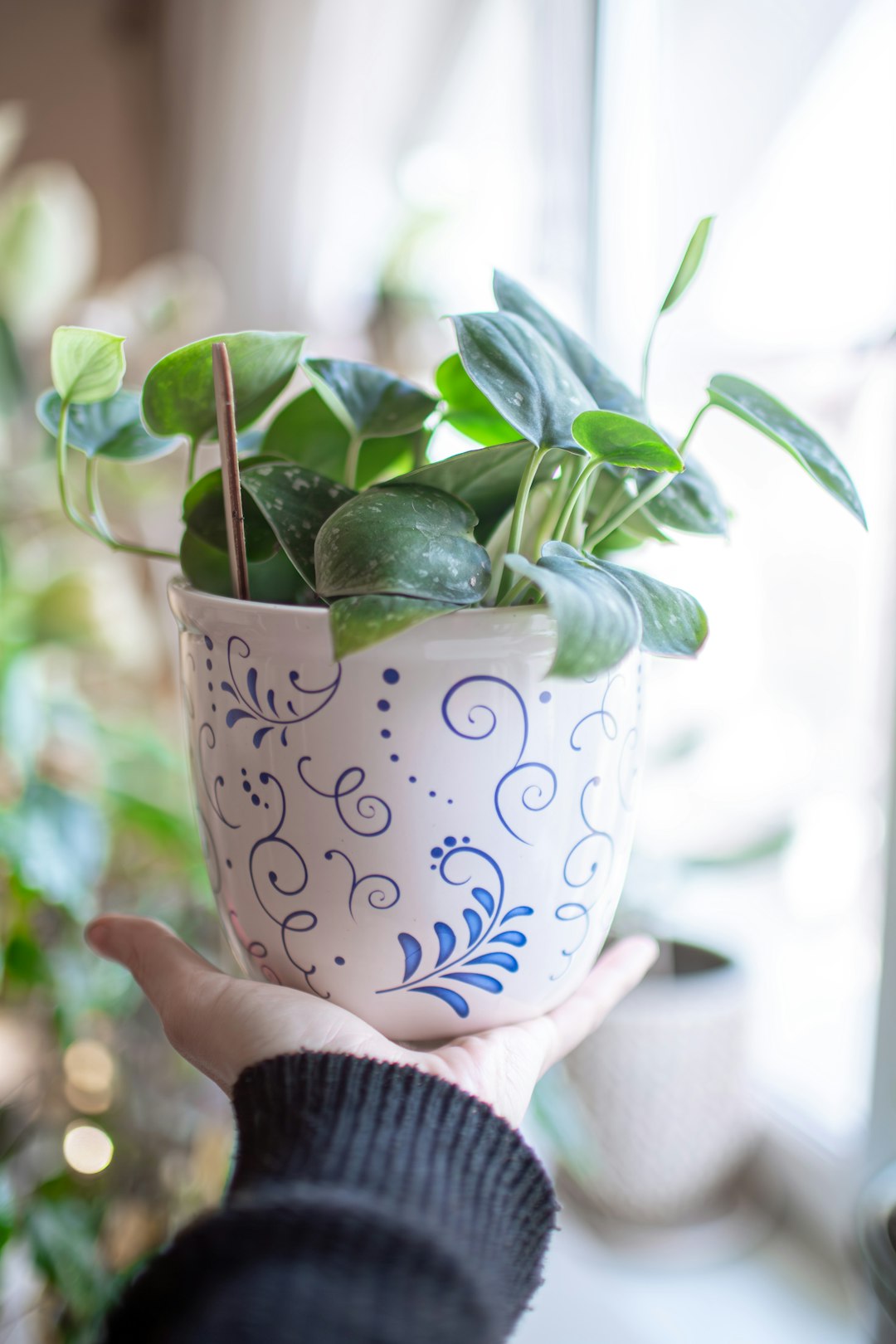 Scindapsus (Pothos doré)