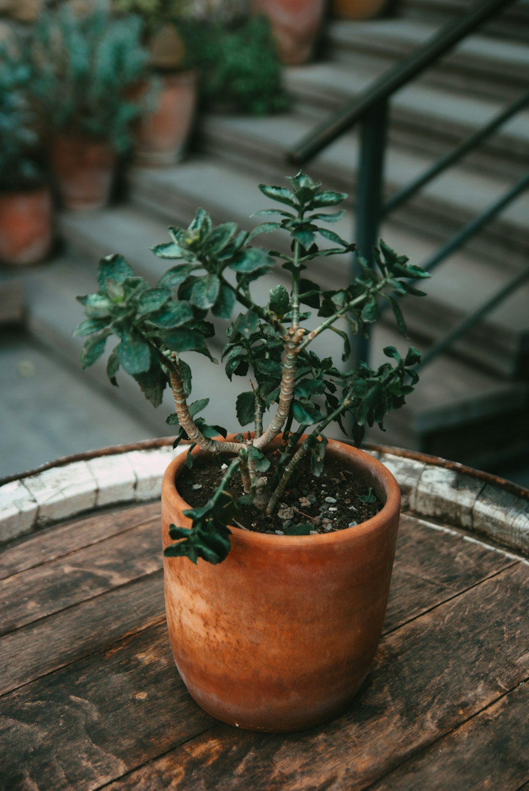Sedum (Orpin)