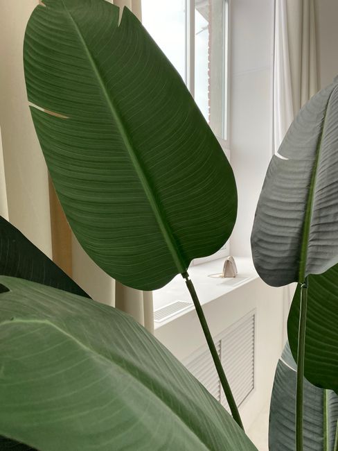 Strelitzia (Oiseau du Paradis)