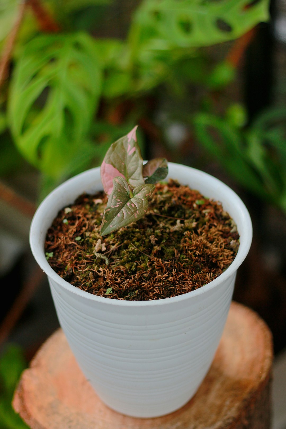 Syngonium Podophyllum