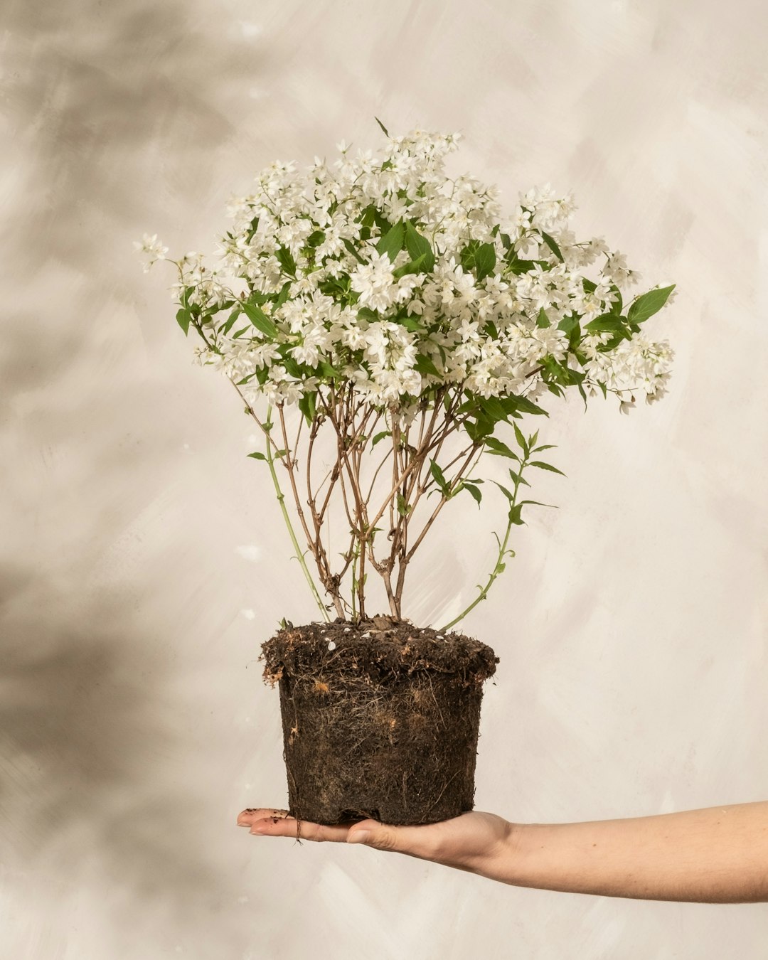 Viorne (Viburnum)
