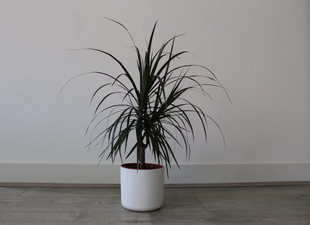 Yucca Elephantipes