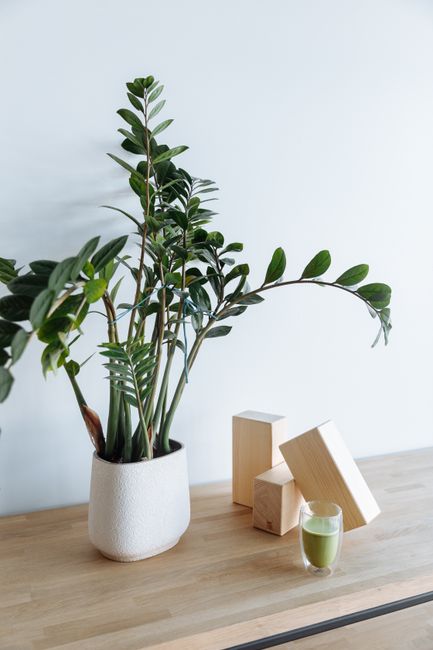 Zamioculcas Zamiifolia
